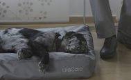 MiaCara Luvio Dog Cushion - Danish Design Co Singapore