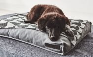 MiaCara Cielo Dog Blanket - Danish Design Co Singapore