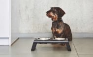 MiaCara Desco Dog Feeder - Danish Design Co Singapore