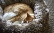 MiaCara Lana Cat Bed in grey - Danish Design Co Singapore