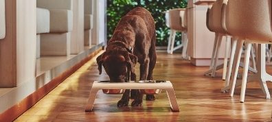 MiaCara Dog Bowls and Dog Feeders - Luxury Pet Furniture at Danish Design Co